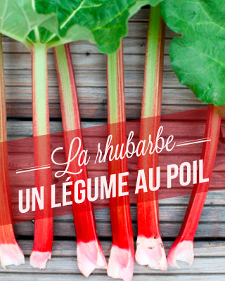 La rhubarbe, un légume au poil !