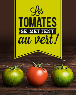 Les tomates se mettent au vert !